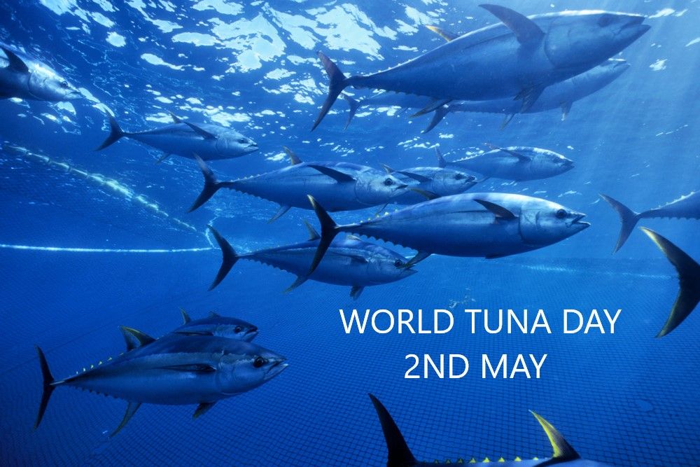 Waar komt de naam "Tuna" vandaan en wat is de beste manier om ervan te genieten