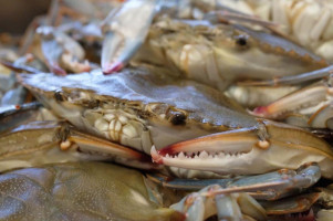 Port Chester Seafood food