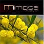 Mimosa