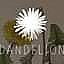 Dandelion Pop-up