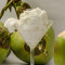 Tender Coconut (500 ml Ice cream)