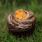 Sacher Cupcake